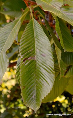 Dillenia indica L., Elephant Apple