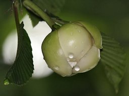 Chalta Dillenia indica Flower opening up with leaves in Kolkata, West Bengal, India