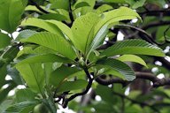 Chalta Dillenia indica leaves with buds in Kolkata, West Bengal, India