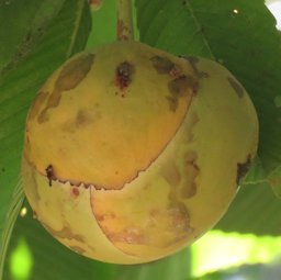 Dillenia indica - Elephant Apple at Kakkayam dam