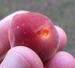 Dovyalis abyssinica x hebecarpa (Tropical apricot, Florida gooseberry) fruit Pali o Waipio, Maui, Hawai'i
