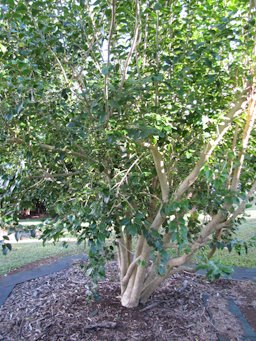 Dovyalis abyssinica x hebecarpa (Tropical apricot, Florida gooseberry) habit Pali o Waipio, Maui, Hawai'i.