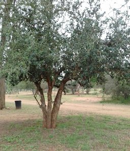 Kei Apple, Dovyalis caffra, Eswatini, Southern Africa