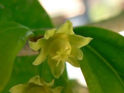 Dovyalis caffra female flower