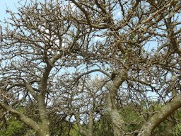 Branches in the canopy of Dovyalis caffra at Walter Sisulu National Botanical Garden