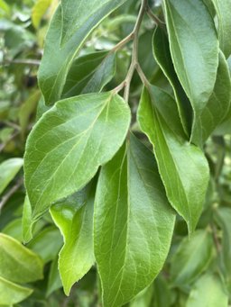 Ceylon Gooseberry Dovyalis hebecarpa, Puerto Rico