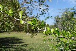 Dovyalis abyssinica, Fruit and Spice Park, Homestead, Florida