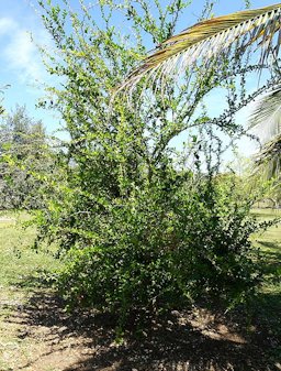 Plant specimen in the Fruit and Spice Park - Homestead, Florida, USA.