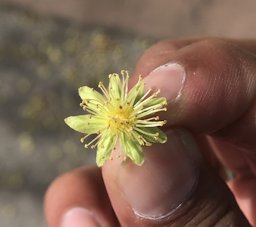 Dovyalis abyssinica, Quito, Pichincha, Ecuador