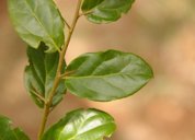 Dovyalis abyssinica (A. Rich.) Warb., Kenya, Limuru, Brackenhurst