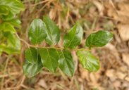 Dovyalis abyssinica (A. Rich.) Warb., Kenya, Limuru, Brackenhurst