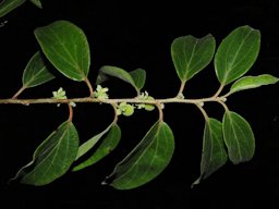 Dovyalis hebecarpa (Gardner) Warb. Costa Rica