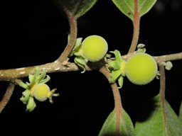 Dovyalis hebecarpa (Gardner) Warb. Costa Rica