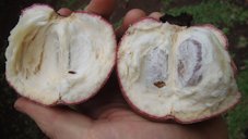 Butter Fruit, Diospyros blancoi, Gianyar, Bali, Indonesia