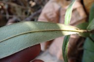 Butter Fruit, Diospyros blancoi, Pingtung, Taiwan