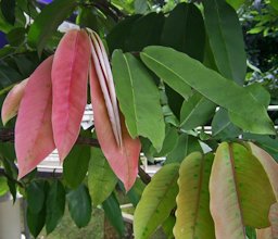 Diospyros blancoi, young pinkish leaves. Darmaga, Bogor, West Java, Indonesia
