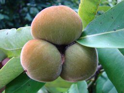 Velvet Apple aka Mabolo display at the Redland Summer Fruit Festival, Fruit & Spice Park, Homestead, Florida