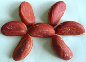 Velvet apple (Diospyros discolor) fruit matured seeds. These seeds were obtained from a single fruit. Kolkata, West Bengal, India