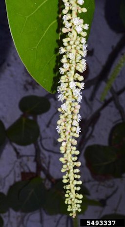 Seagrape (Coccoloba uvifera) flowers