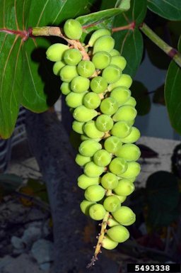 Seagrape (Coccoloba uvifera) fruits