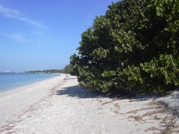Coccoloba uvifera (Sea grape) HabitTurtle Beach, Florida
