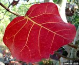 Seagrape (Coccoloba uvifera) foliage