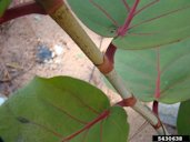 Seagrape (Coccoloba uvifera) Leaves have clamping bases