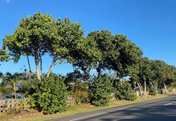 Coccoloba uvifera