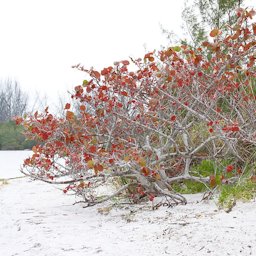 Coccoloba uvifera Beach, Pinellas County