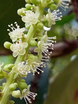 Coccoloba uvifera, Willemstad, Curaçao