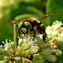 View of the southern carpenter bee (Xylocopa micans) pollinating a seagrape tree