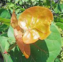 Young leaves (reddish) and green fruit