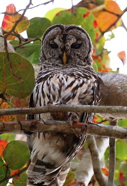 Barred owl (Strix varia) in a Sea-grape tree (Coccoloba uvifera), Chekika, East Everglades
