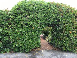 Coccoloba uvifera arch & hedge, cultivated, private garden, Boynton Beach, Florida, USA