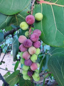 Coccoloba uvifera, Juan Martín, Luquillo 00738, Puerto Rico