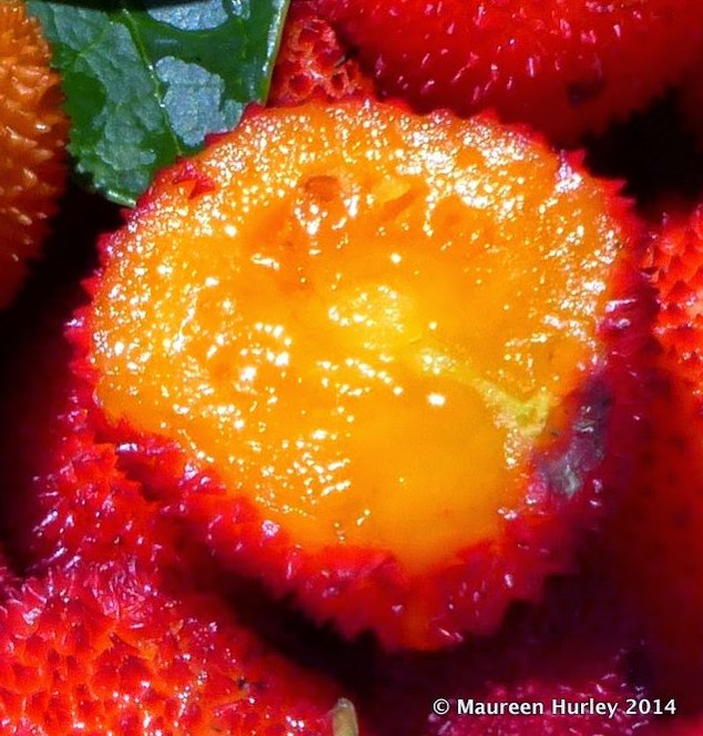 strawberry tree fruit