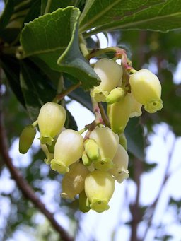 Arbutus unedo (Madroño): Flores - Avda Menéndez Pelayo, Madrid (España)