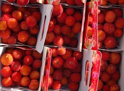 Arbutus fruits sold near Oran (Algeria)