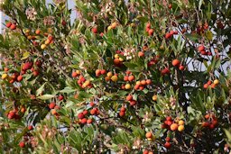 Arbousier (Arbutus unedo) à Carcassonne