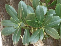 Foliage of a Strawberry tree in La Montagne suburb of Pretoria