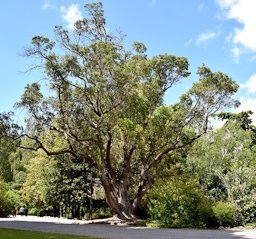 Arbutus unedo in Christchurch Botanic Gardens in Christchurch, Canterbury Region, New Zealand