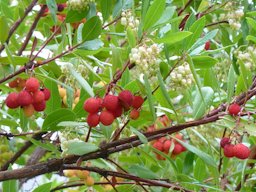 Arbutus unedo off Bayshore Drive at Coal Harbour