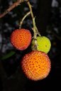 Friuts of Strawberry Tree (Arbutus unedo). National Park of Monfragüe