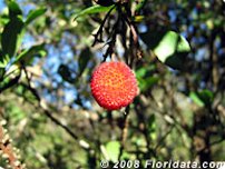 Strawberry Tree Fruits