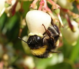 Bumble bee pollinating Arbutus unedo flower