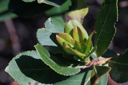 Strawberry Tree Arbutus unedo, Kavran, Croatia