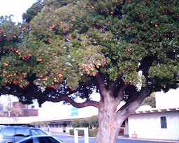 Strawberry tree (Arbutus unedo), San Jose, California