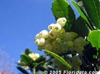 Strawberry tree flowers