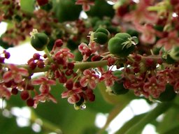 Phyllanthus acidus - Malay gooseberry, Otaheite gooseberry. Brisbane, Australia