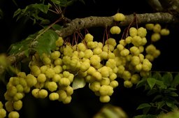 Phyllanthus acidus fruit